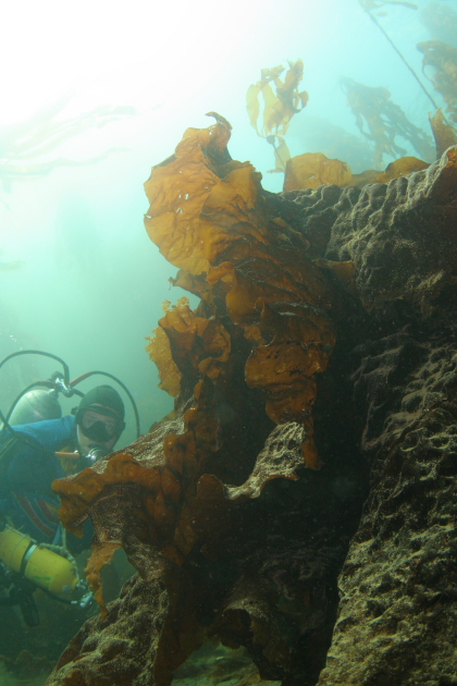 BEHIND BLADE OF BOTTOM KELP